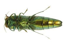 Emerald-Ash-Borer