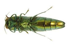 Emerald-Ash-Borer