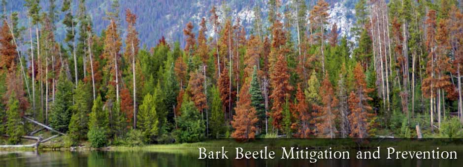 Pine Bark Beetle Prevention and Mitigation