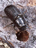 Bark Beetle Treatment