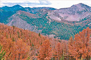 Bark Beetle Mitigation - Forest infested with Pine Bark Beetle