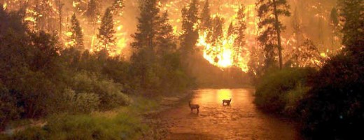 Bitterroot National Forest Fire
