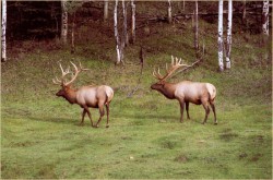 Elk Grazing in a Meadow