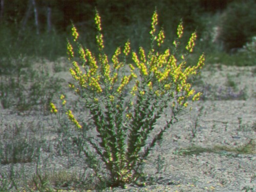 Dalmatian Toadflax