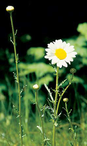 Oxeye Daisy