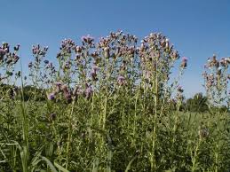 Canada Thistle