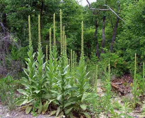 Common Mullein