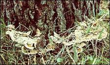 annosus root rot