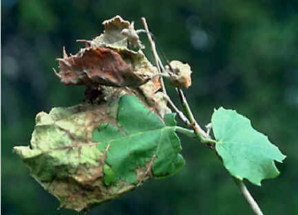 anthracnose