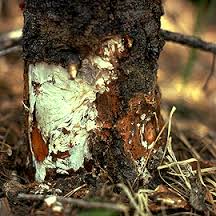 armillaria root rot
