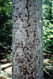 beech bark disease